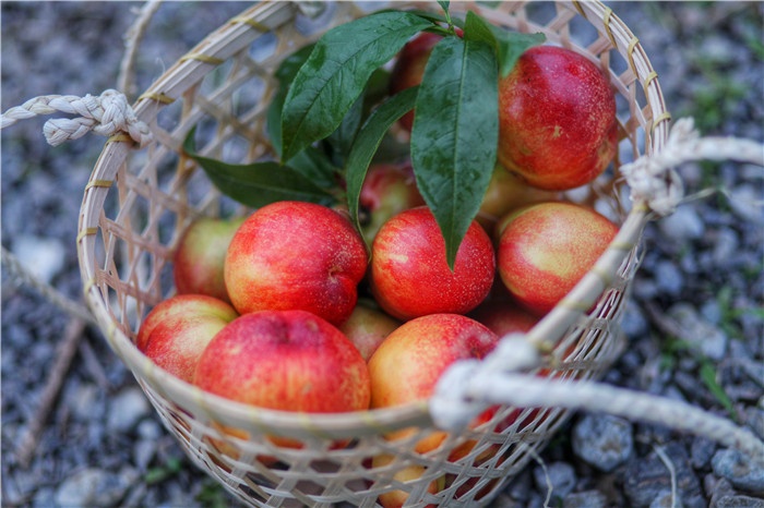 香村｜一整年的用心，只为这一颗水蜜桃……
