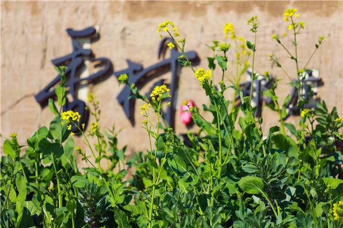 节气｜小满小满，麦粒渐满