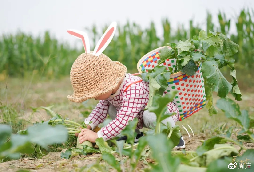 萝卜来啦！香村·祁庄首届村野风物节开始啦！