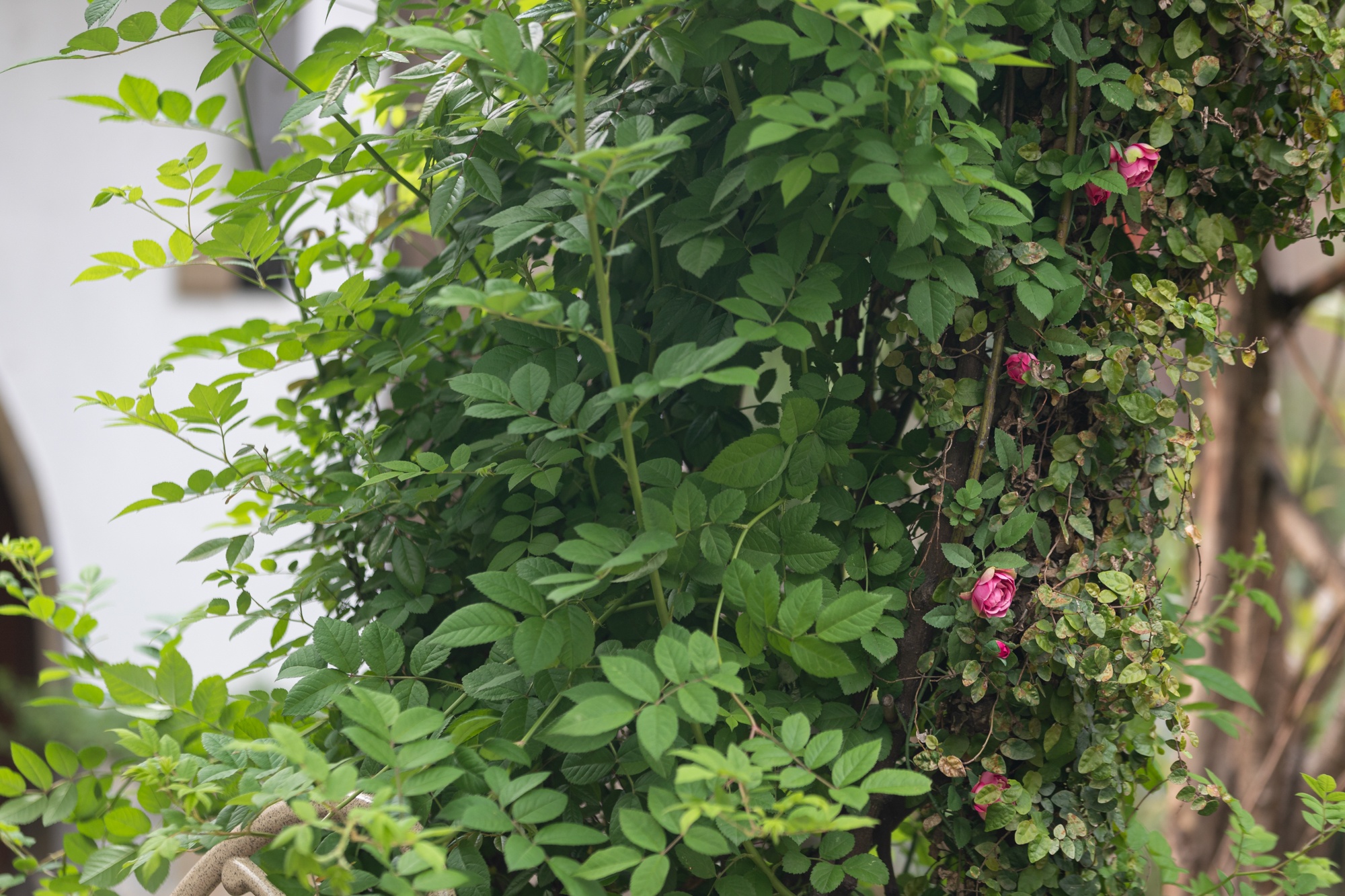 关于“5·19”中国旅游日周庄景区免费游的公告